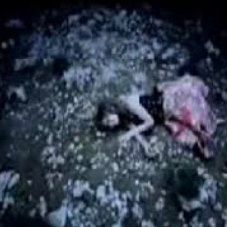 金魚花火 ひー坊