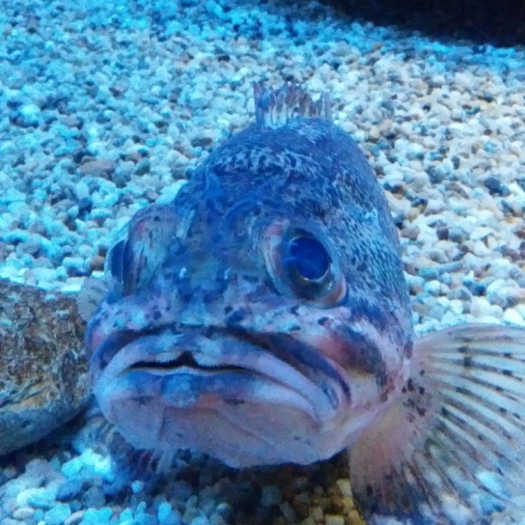 島人ぬ宝 カサゴ